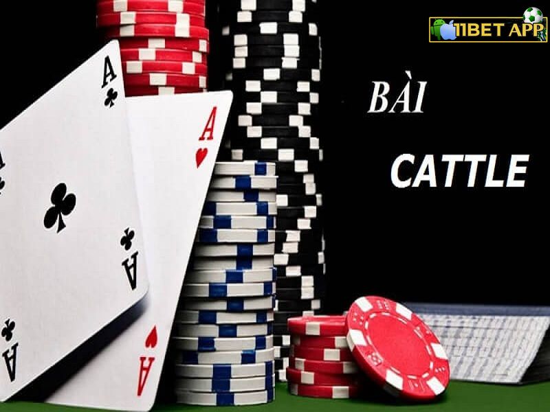 Bài catte là gì?