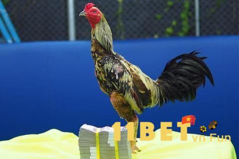 Bạn biết gì về giống gà đá Bến Tre
