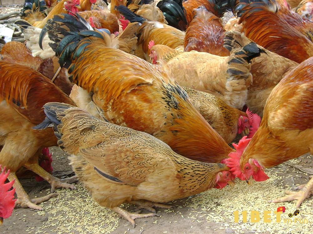 Các đặc điểm nổi bật của Gà Lương Phượng được yêu thích