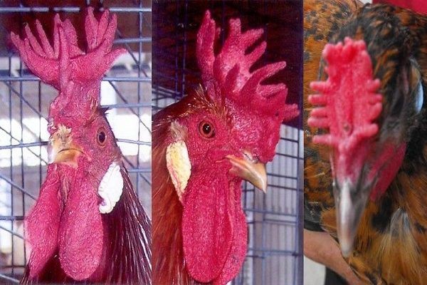 Các loại mồng gà đá