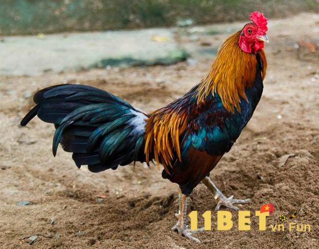 Cách lựa chọn gà đá Chợ Tốt của các cao thủ