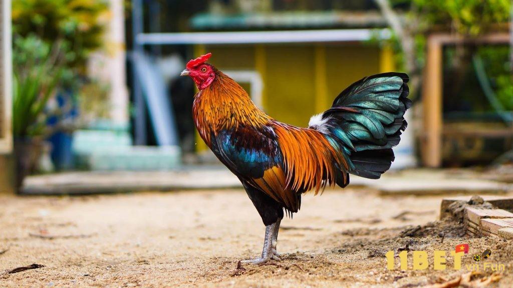 Cách xây dựng trại gà đá như thế nào?