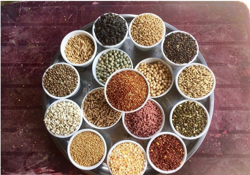 Cải thiện chế độ dinh dưỡng cho gà chọi