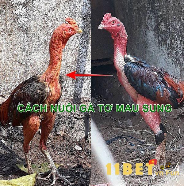 Chăm lo thật tốt chế độ dinh dưỡng khi nuôi gà đá tơ to