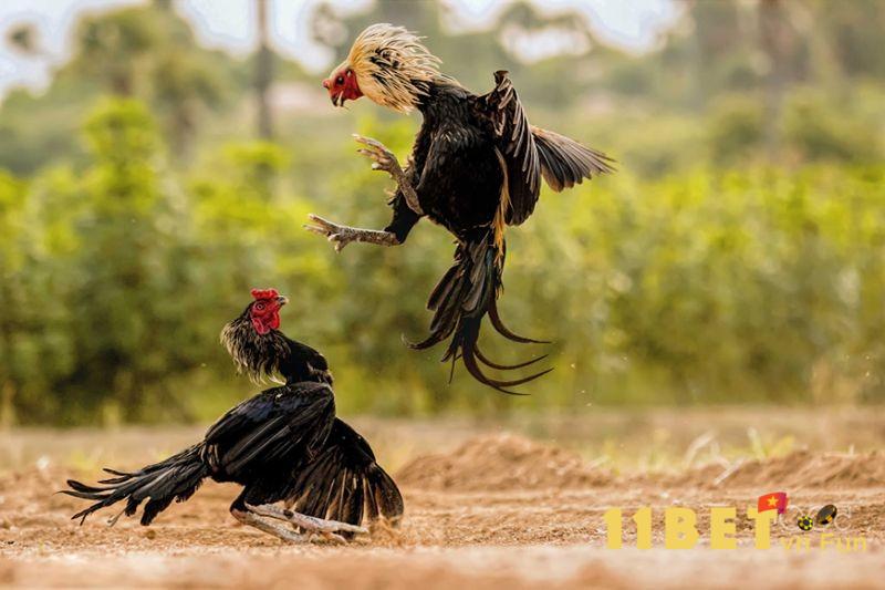 Chia sẻ phương pháp chọn giống gà tơ tốt