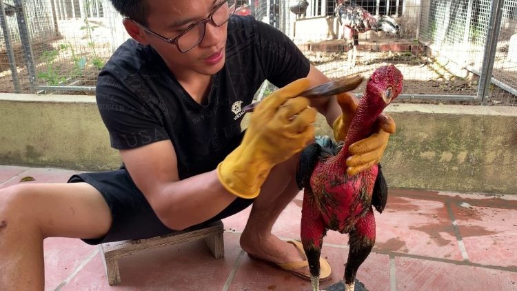 Cho gà uống men tiêu hóa - cách chăm sóc gà đá thiếu cân hiệu quả