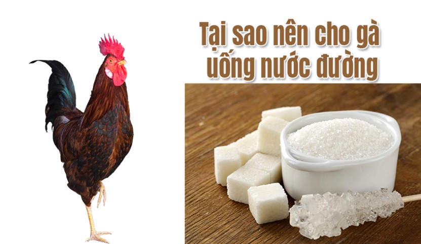 Có nên cho gà chọi uống nước đường?