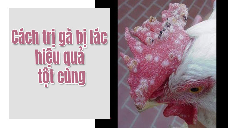 Gà bị bệnh lác là bệnh gì?
