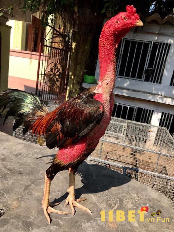 Gà Chọi Có Diều Bên Phải 
