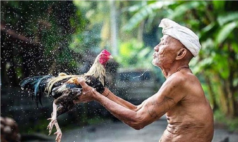 Gà chọi là gà như thế nào?