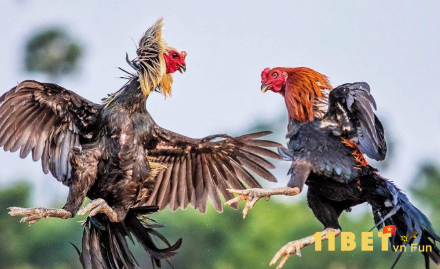 Gà đá ở Chợ Tốt có những giống gà gì?