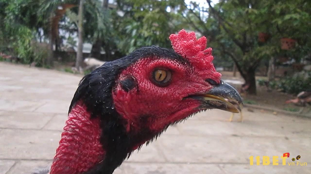 Gà Lão Kê Thần Đông 