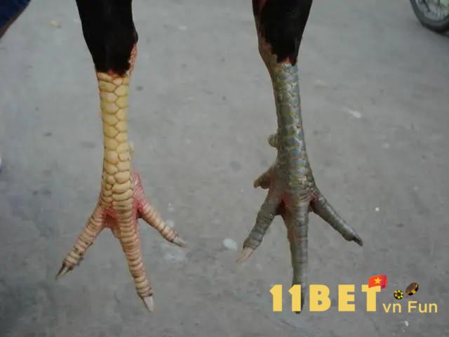 Gà Thư Hùng Kê