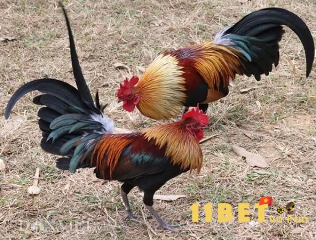 Giá gà đá Bến Tre tại Chợ Tốt gà đá Bến Tre hiện nay