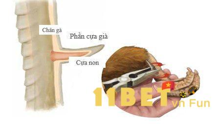 Hướng dẫn cách mài cựa gà đá chuẩn cho chiến kê