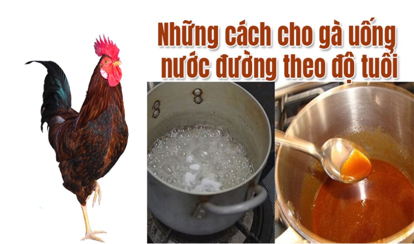 Hướng dẫn cho gà chọi uống nước đường đúng cách