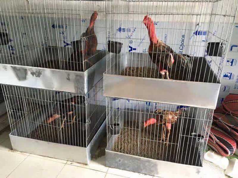 Các loại chuồng dành cho gà chọi