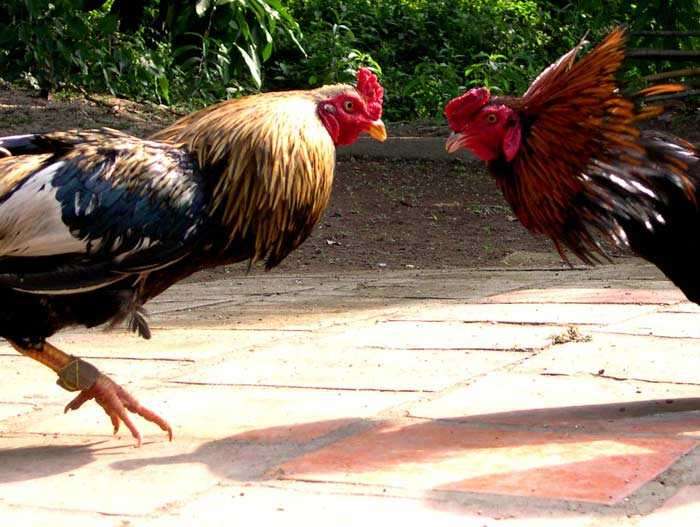 Cách dùng dây thép để cắt cựa gà đá