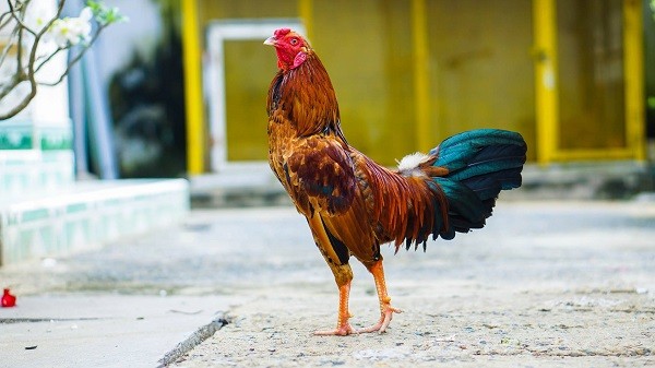 Phương pháp đổ gà trùng huyết - kỹ thuật đổ gà đá cần biết
