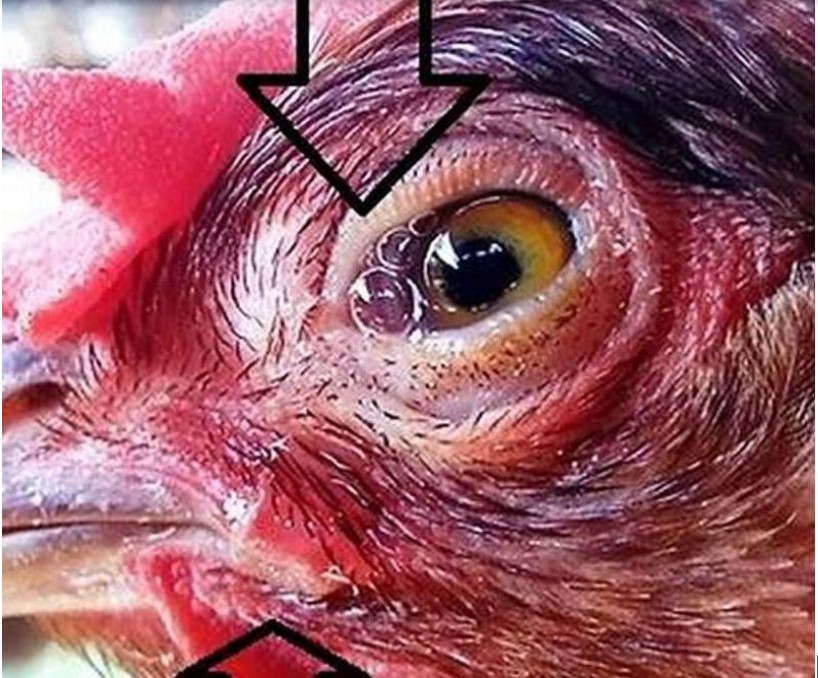 Gà chọi bị mù mắt vì những nguyên nhân gì?