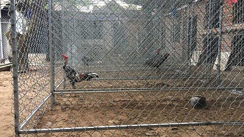 Cách làm chuồng nuôi đá gà từ các vật liệu dễ kiếm