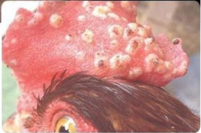Dạng ngoài da