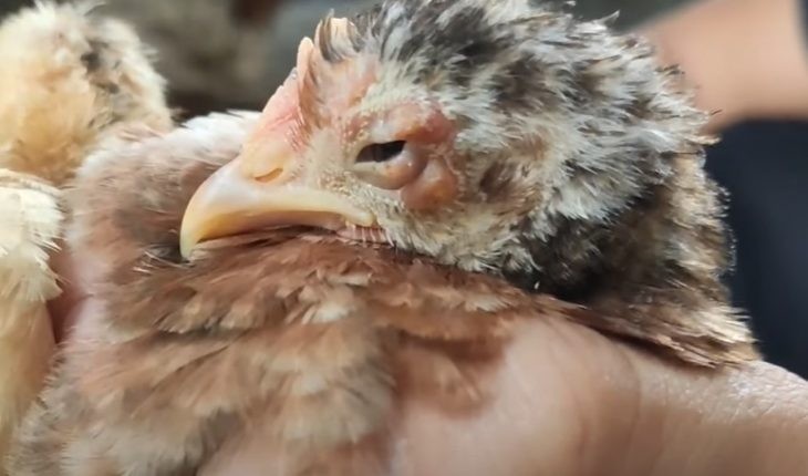 Cách điều trị bệnh thủy đậu ở gà