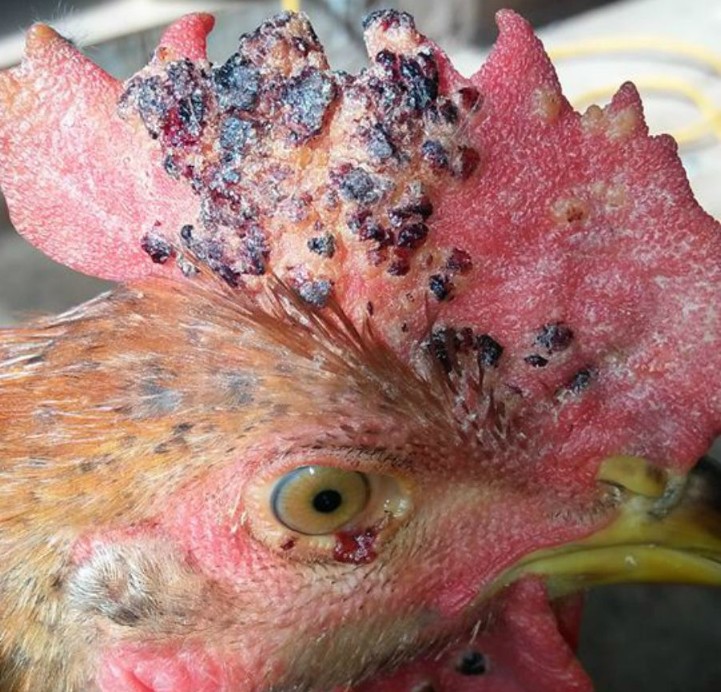 Cách phòng bệnh tránh để gà đá bị thủy đậu