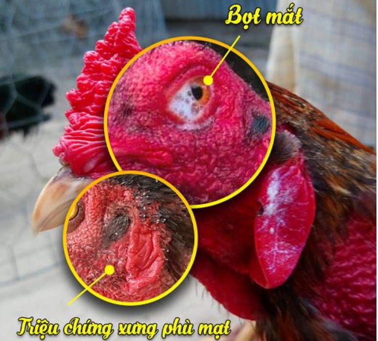 Bệnh gà bị sủi bọt