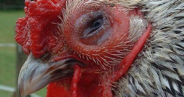 Dấu hiệu thường gặp khi gà đá bị mù mắt