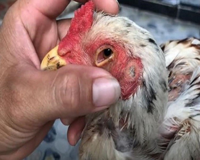 Cách điều trị gà đá bị mù mắt hiệu quả với các bệnh khiến gà đá bị mù mắt