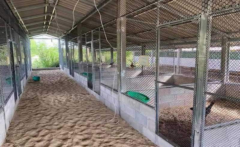 Những lưu ý khi làm chuồng nuôi gà đá