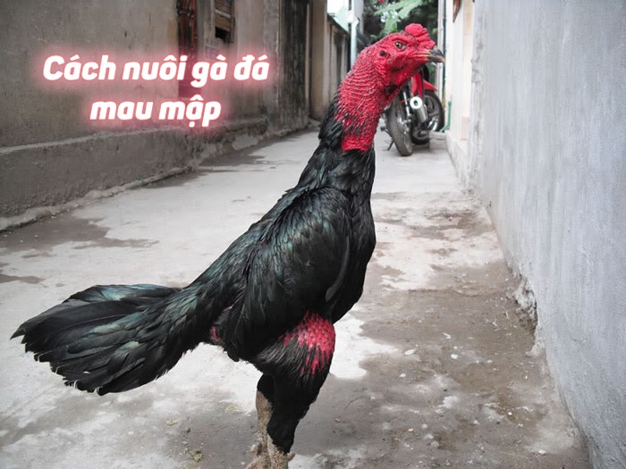 Vì nguyên nhân gì khiến cho gà chọi sụt cân?