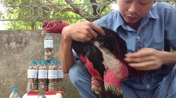 Xem xét tình hình sức khỏe của chiến kê trong cách nuôi gà đá mau mập