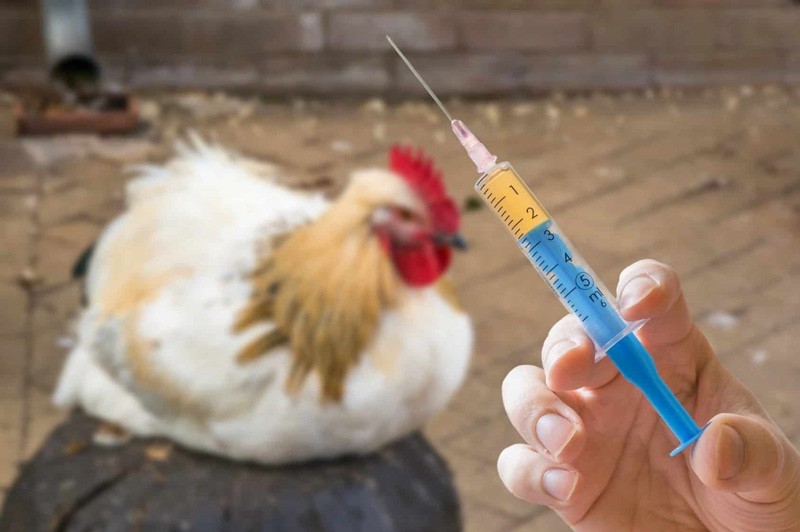 Cách trị gà đá bị khò khè hiệu quả