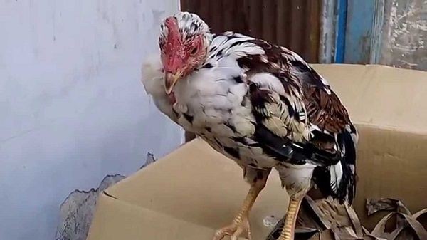 Lông gà đá xơ xác và bị rụng