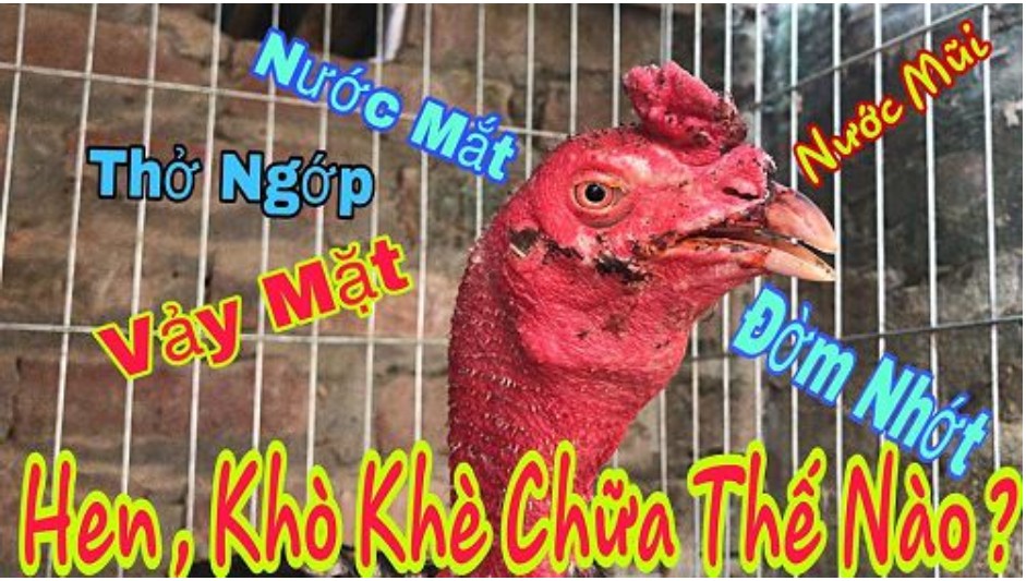Gà đi ngoài ra phân lỏng, màu trắng