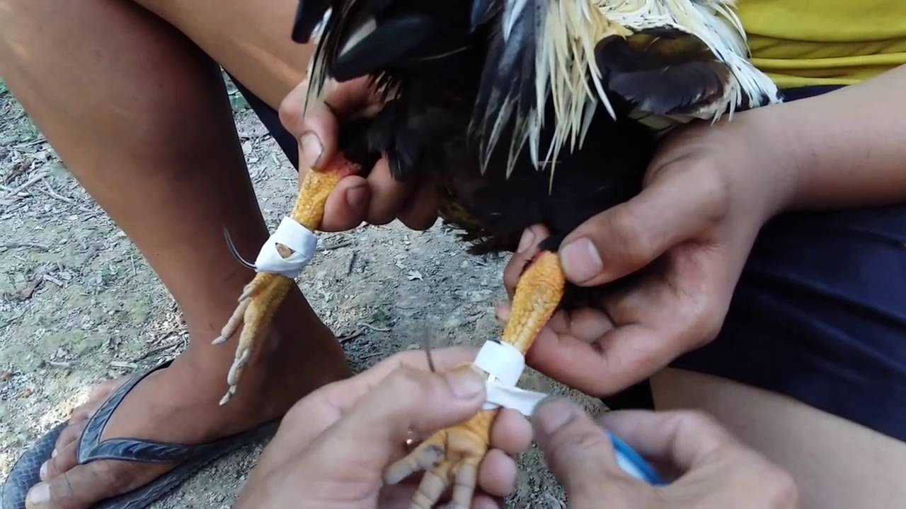 Hướng dẫn cách băng cựa gà tre
