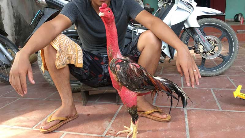Tổng quan về quá trình gà đá thay lông bao lâu