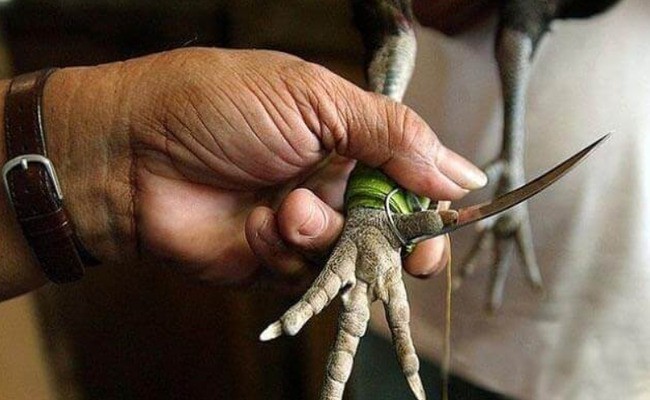 Những loại cựa sắt gà đá thông dụng nhất hiện nay