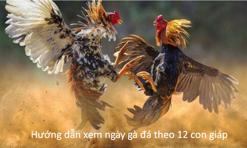 Hướng dẫn xem ngày gà đá theo 12 con giáp