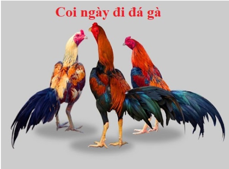 Kinh nghiệm xem ngày gà đá theo mùa