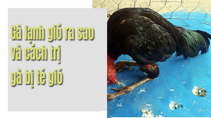 Gà bị té gió là bị gì?