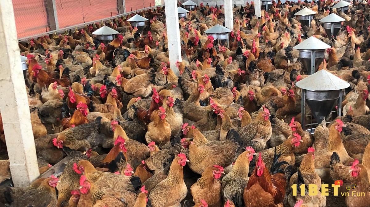 Một số lưu ý quan trọng khi nuôi gà Lương Phượng