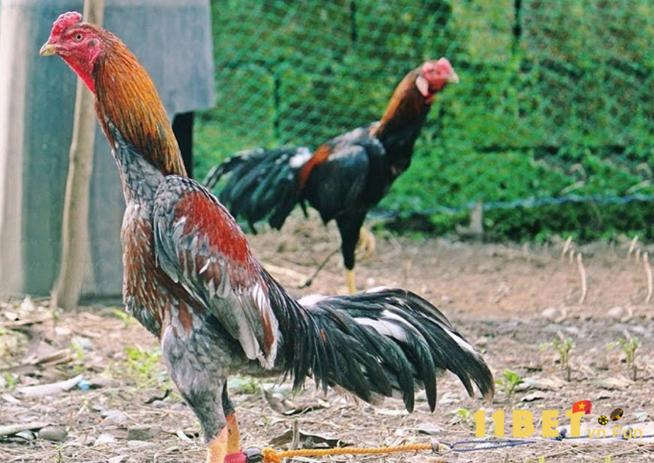 Mua gà đá giống trên Chợ Tốt