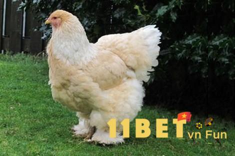 Những điểm đặc trưng của gà Brahma