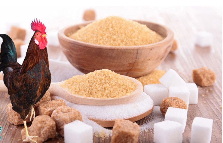 Những lợi ích của nước đường đối với gà chọi là gì?