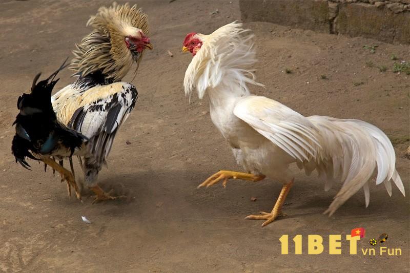 Nuôi gà đá chân mạnh bằng cách tập đá cho gà