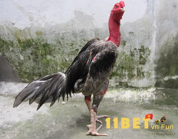 Nuôi gà đá Kiên Giang với chế độ luyện khoa học