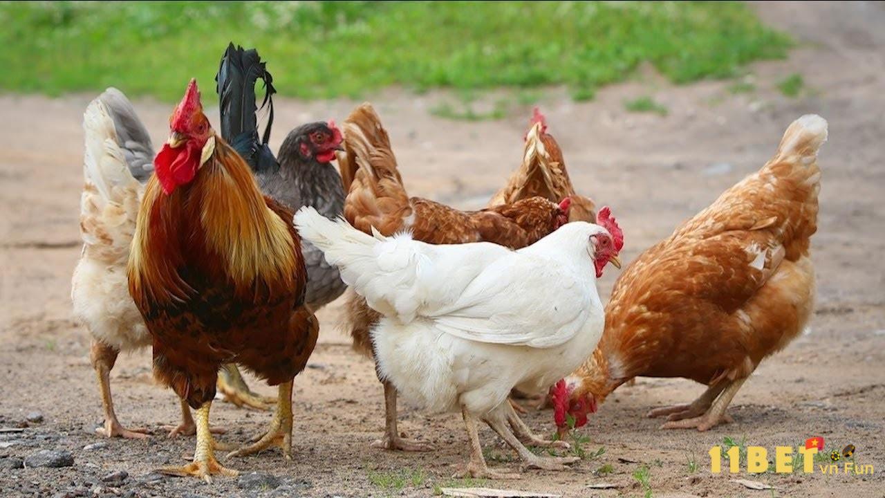 Phối giống gà lai với gà Lương Phượng